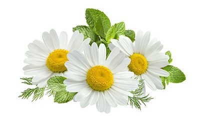 Chamomile