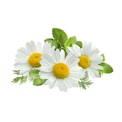 Chamomile