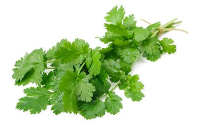 Coriander leaf