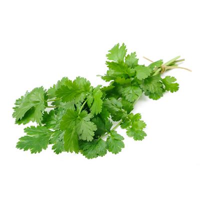 Coriander leaf