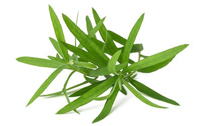 Tarragon