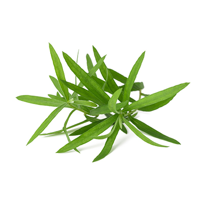 Tarragon