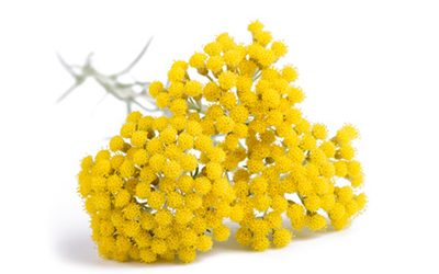 Helichrysum