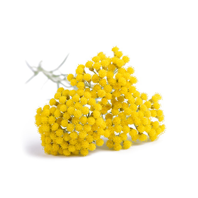 Helichrysum