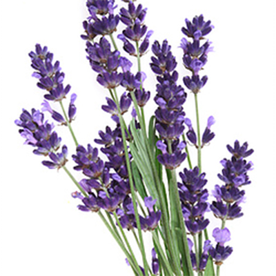 Lavender Maillette