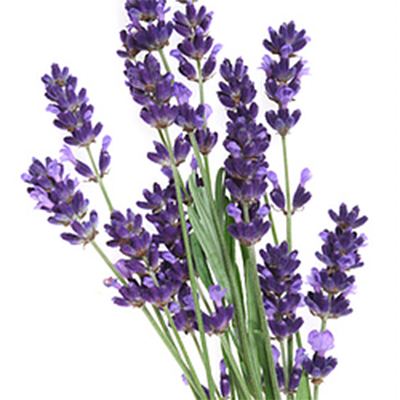 Lavander Maillette