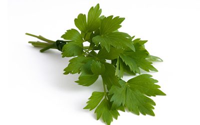 Lovage