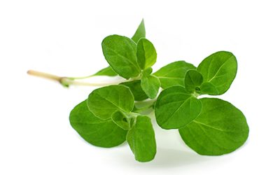 Marjoram