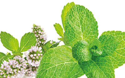 Spearmint oil