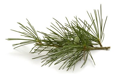 Pine