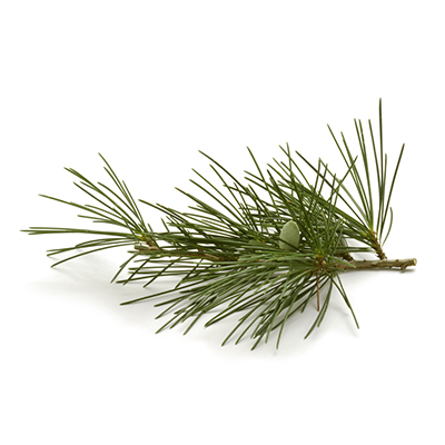 Pine