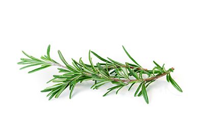 Rosemary (Spanish)