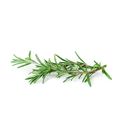 Rosemary (Spanish)