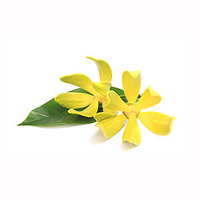 Ylang Ylang