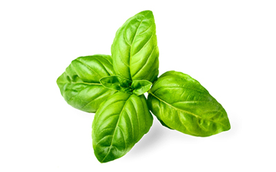 Basil