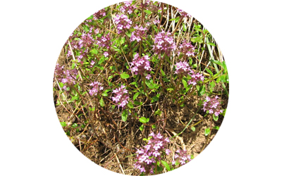 Wild thyme oil