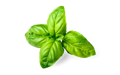 Basil