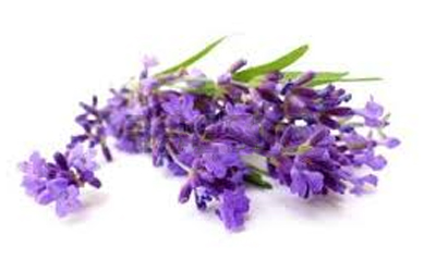 Lavender (Bulgarian)