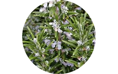 Rosemary Tunisian