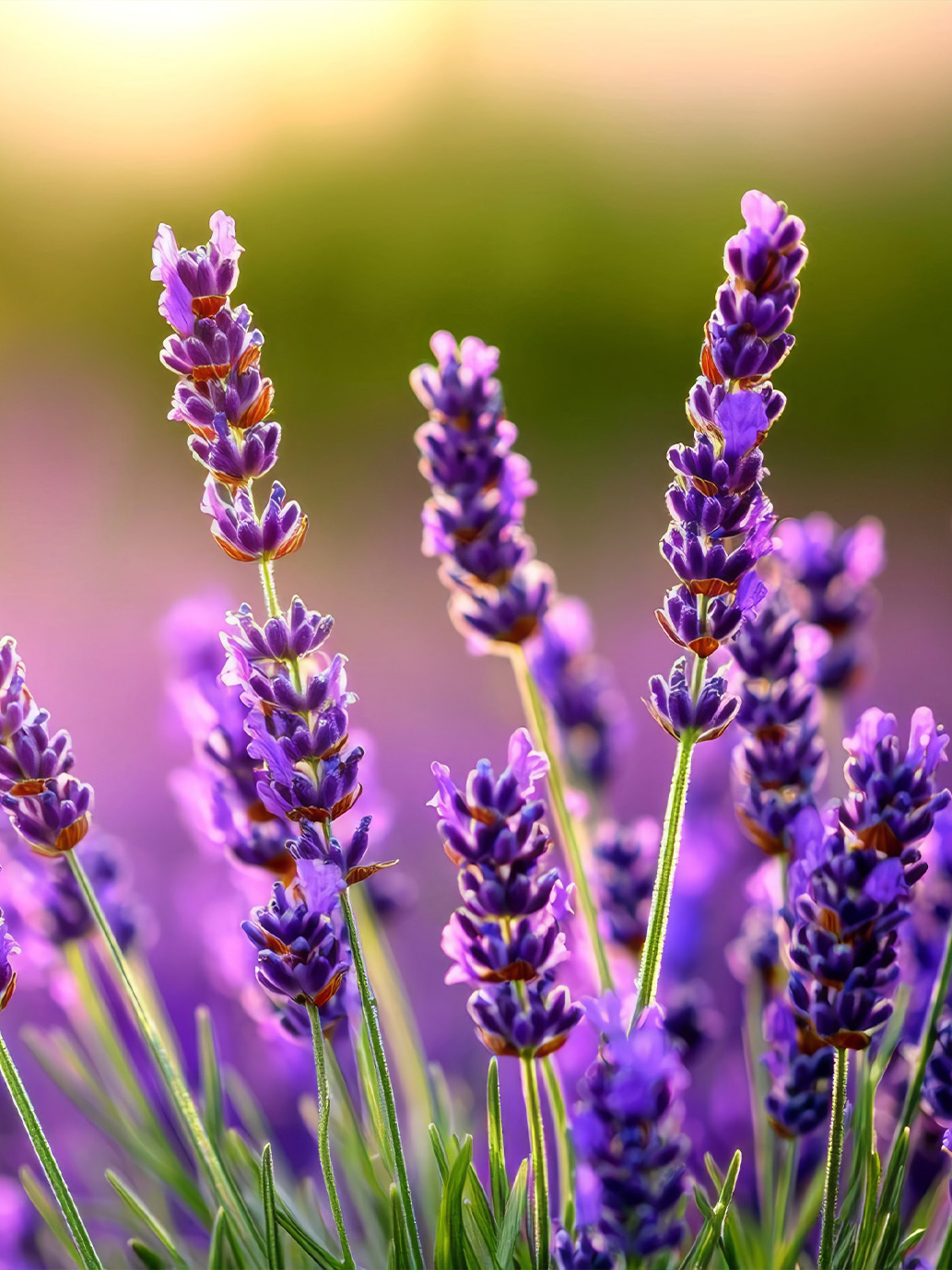 H. Reynaud & Fils : un nouveau site qui a du nez