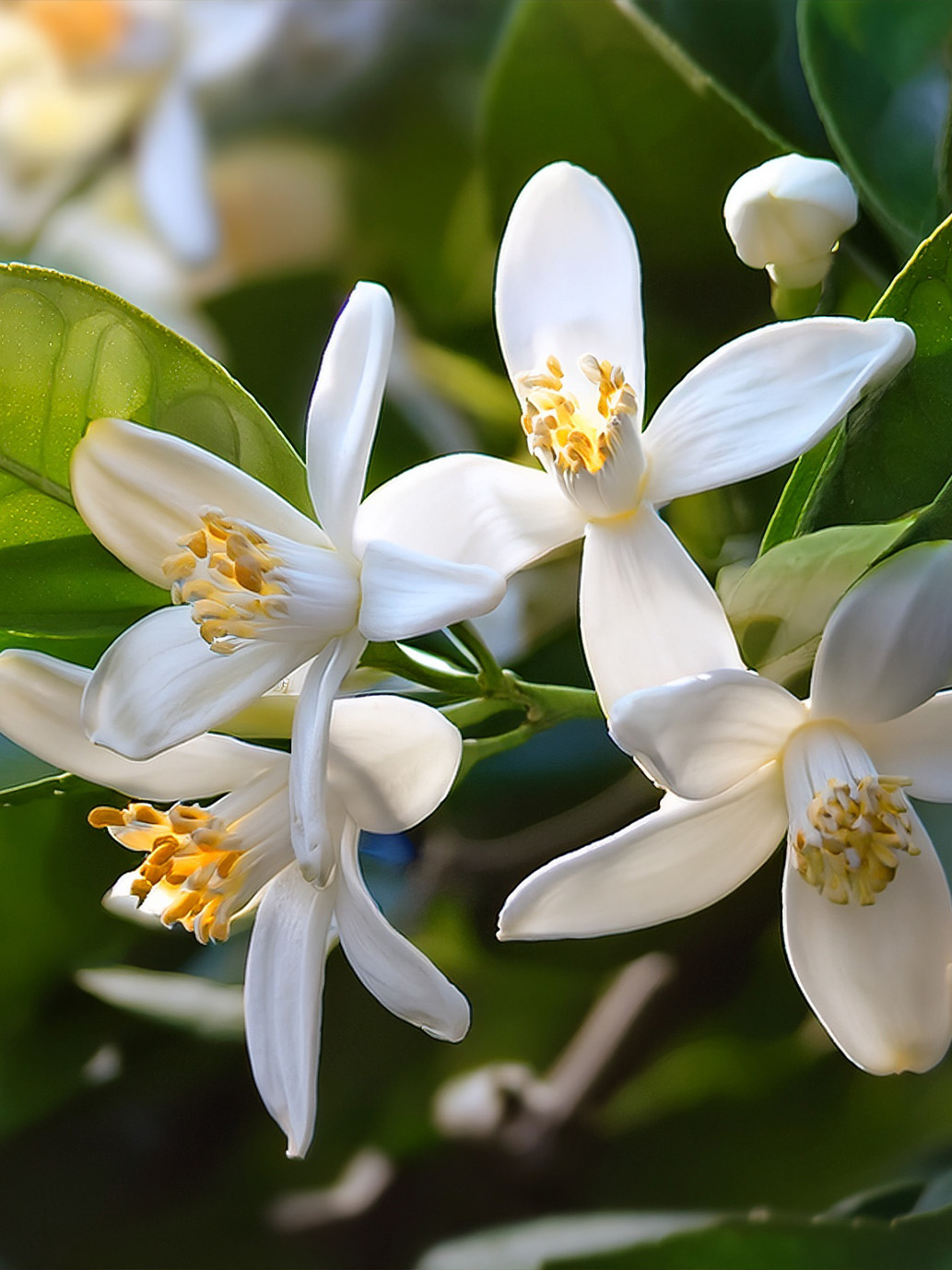 H. Reynaud & Fils : un nouveau site qui a du nez