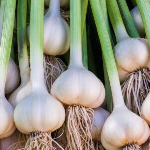 Garlic