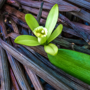 Absolue Vanille Madagascar