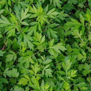 Artemisia Moldova 70%