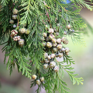 Chinese Cedar