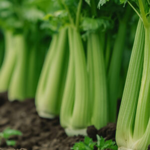Celery