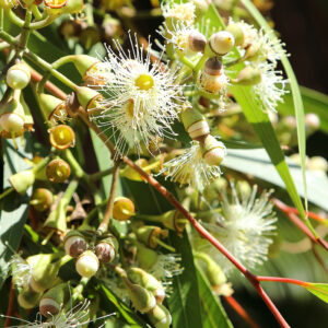 Eucalyptus Citriodora