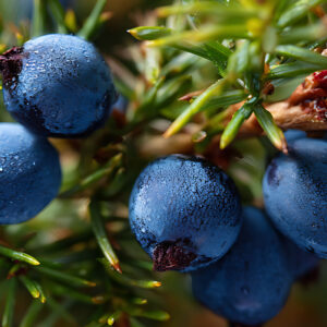 Baies de Genièvre