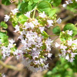 Marjoram