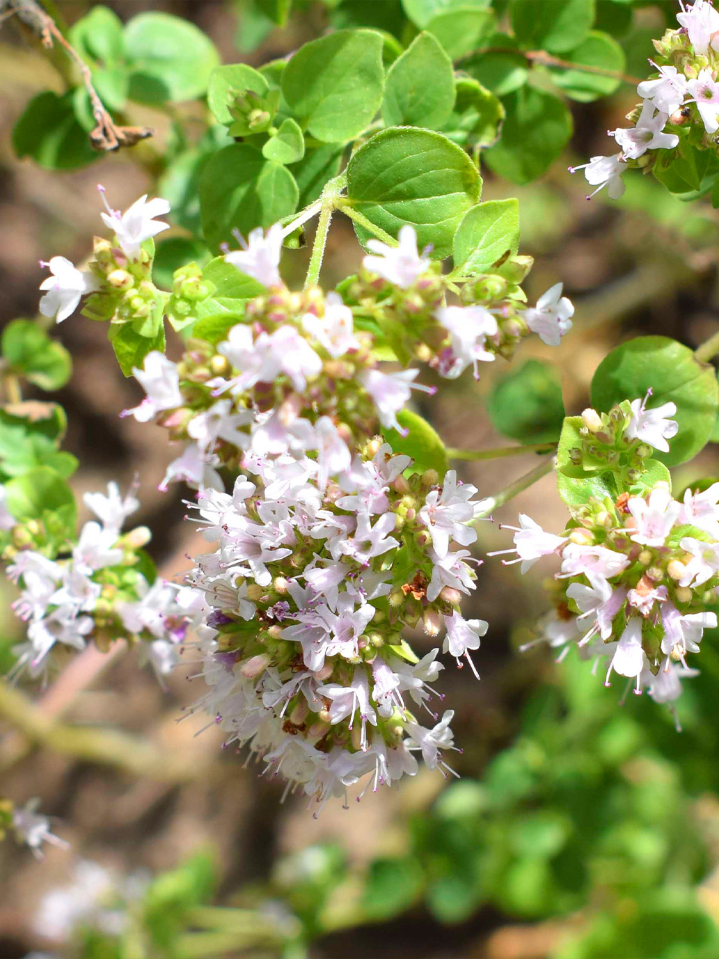 Marjoram