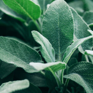 Sage Officinalis