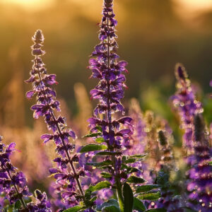Clary Sage