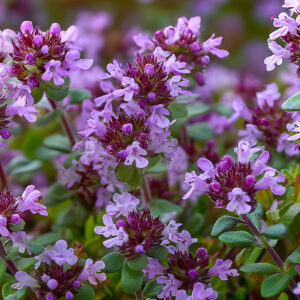 Wild Thyme