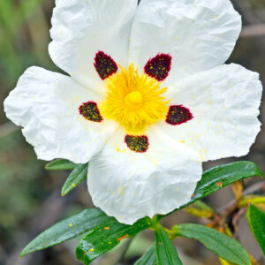 Labdanum (Cistus)