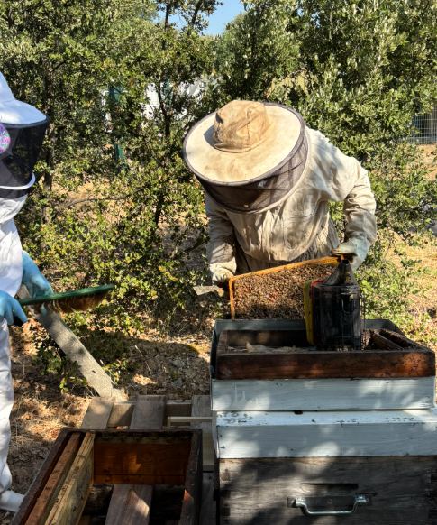 Dans les ruches de H. Reynaud & Fils : une récolte prometteuse au service de la biodiversité