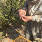 Dans les ruches de H. Reynaud & Fils : une récolte prometteuse au service de la biodiversité