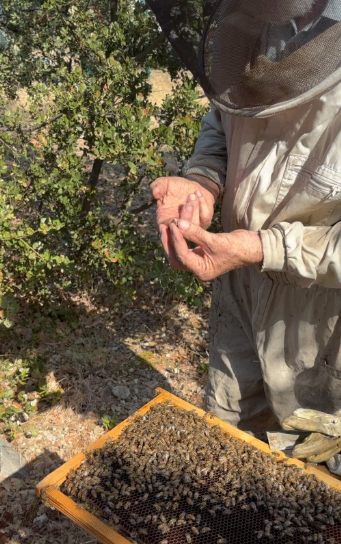 Dans les ruches de H. Reynaud & Fils : une récolte prometteuse au service de la biodiversité