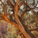 Parfumer la maison à l’approche de l’automne : les inspirations H. Reynaud & Fils